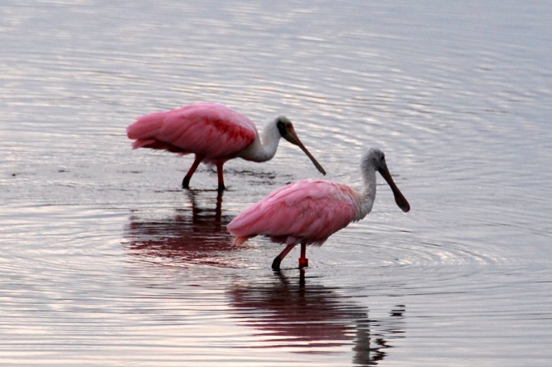 DSC_0013-1.JPG - Ding Darling -- Roseate Spoonbill