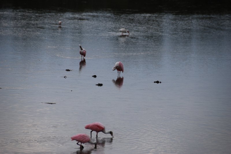 DSC_0014-1.JPG - Ding Darling -- Roseate Spoonbill
