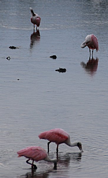 DSC_0014-1z.jpg - Ding Darling -- Roseate Spoonbill