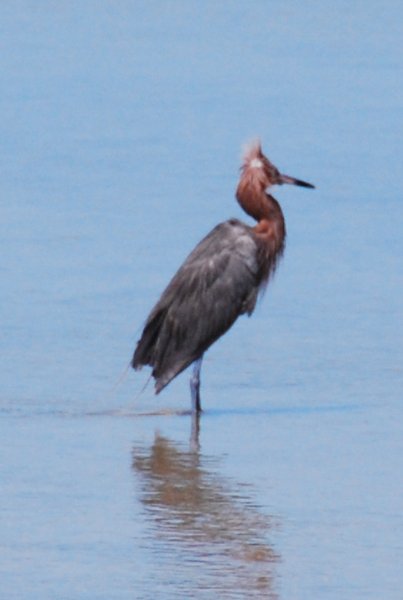 DSC_0014.JPG - Ding Darling -- Reddish Egret