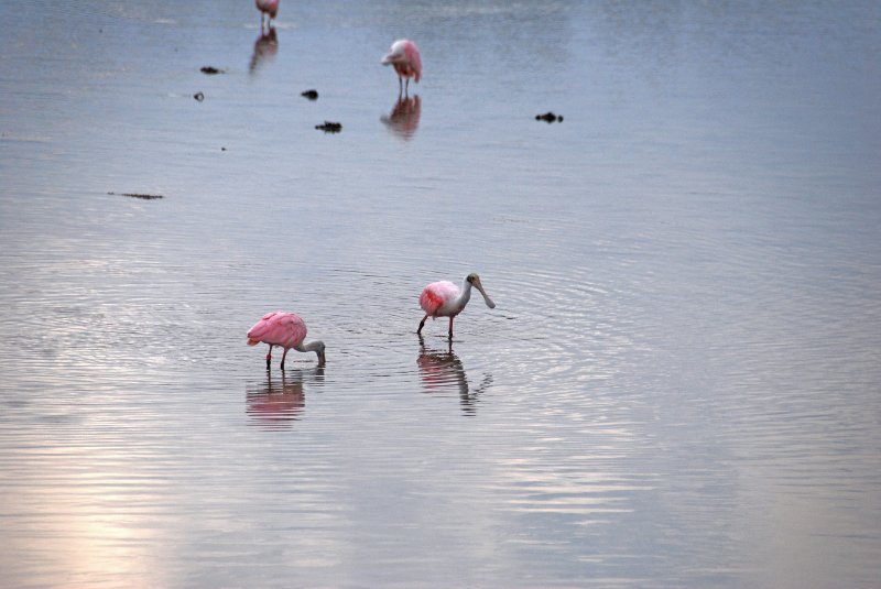 DSC_0015-1_edited-1.jpg - Ding Darling -- Roseate Spoonbill
