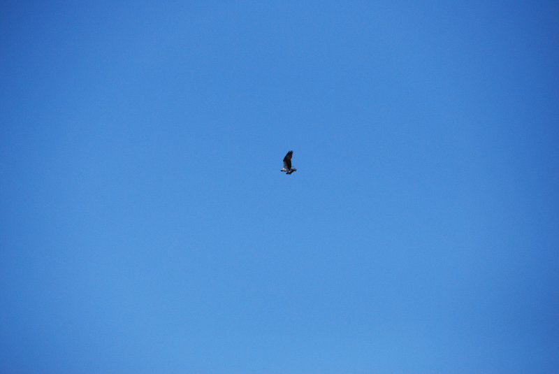 DSC_0016.JPG - Osprey