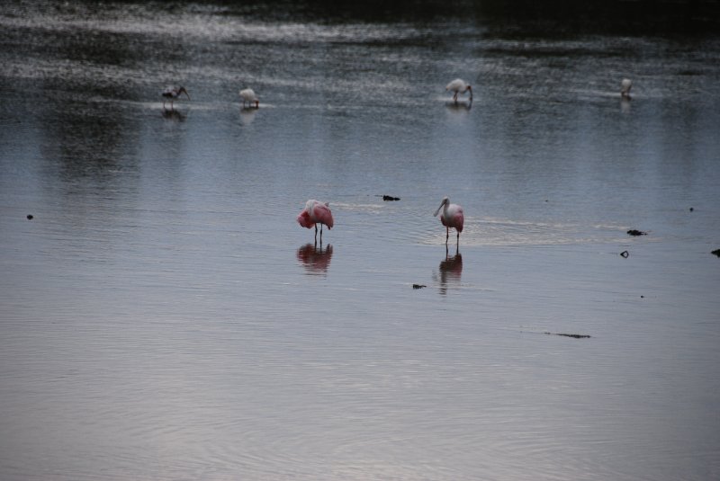 DSC_0018-1.JPG - Ding Darling -- Roseate Spoonbill