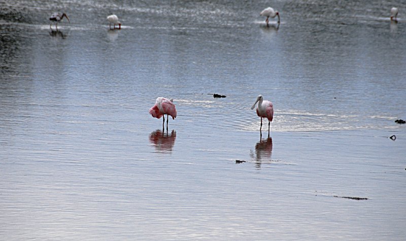 DSC_0018-1_edited-1.jpg - Ding Darling -- Roseate Spoonbill