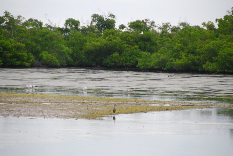 DSC_0025-1_edited-1.jpg - Ding Darling -- Roseate Spoonbill