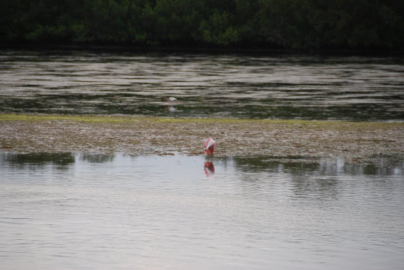 DSC_0027-1.JPG - Ding Darling -- Roseate Spoonbill