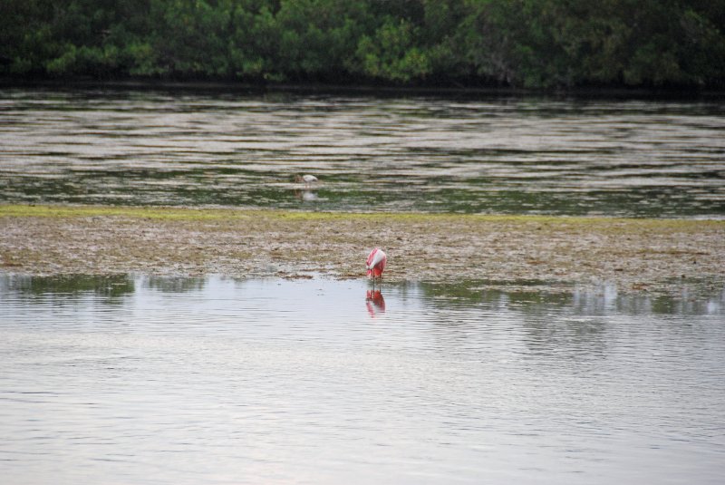 DSC_0027-1_edited-1.jpg - Ding Darling -- Roseate Spoonbill