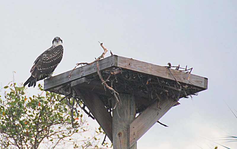 DSC_0032-1_edited-1.jpg - Ding Darling -- Osprey