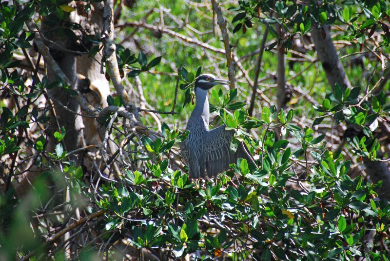DSC_0036_edited-2.jpg - Ding Darling -- Yellow Crown Night Heron