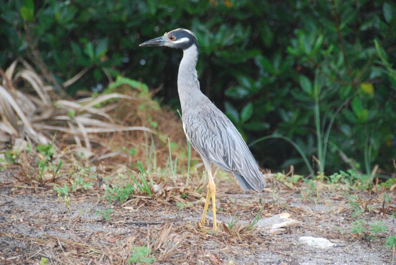 DSC_0041-1.JPG - Ding Darling -- Yellow Crown Night Heron