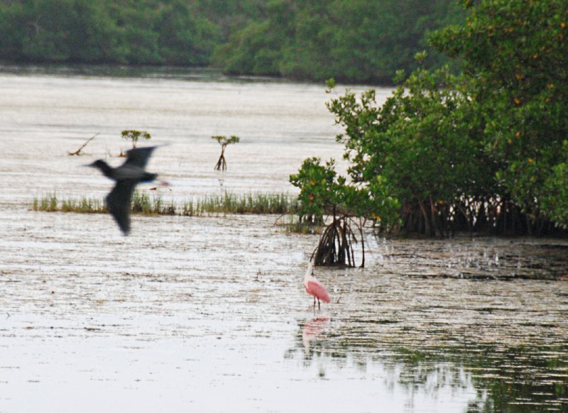 DSC_0049-1_edited-1.jpg - Ding Darling -- Roseate Spoonbill