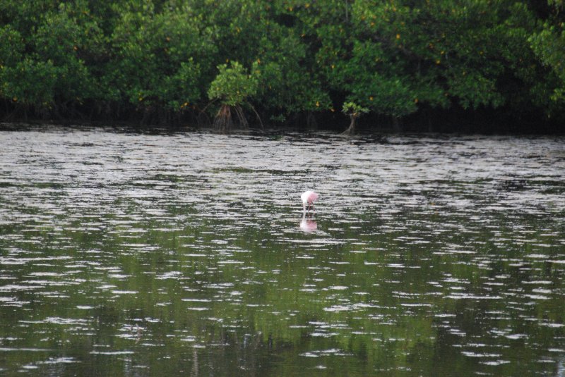 DSC_0056-2.JPG - Ding Darling -- Roseate Spoonbill