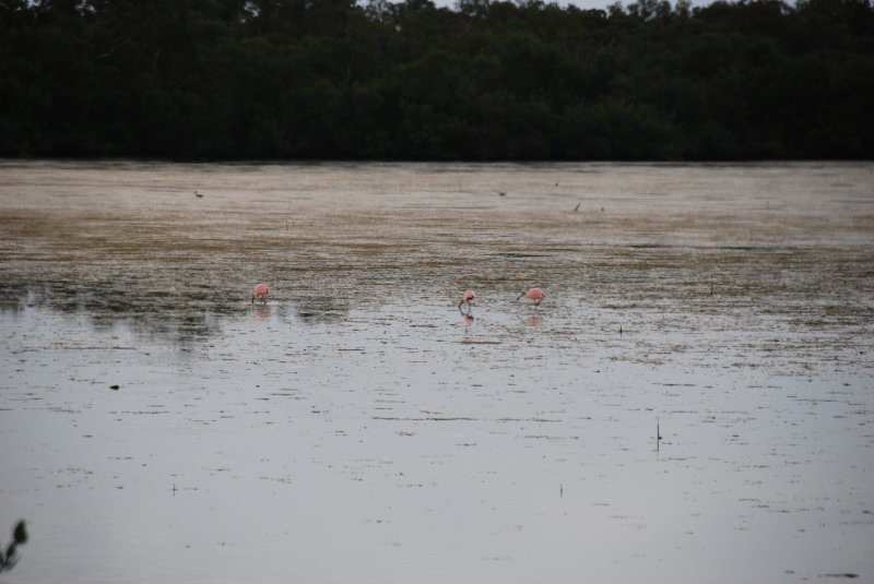 DSC_0060-2.JPG - Ding Darling -- Roseate Spoonbill