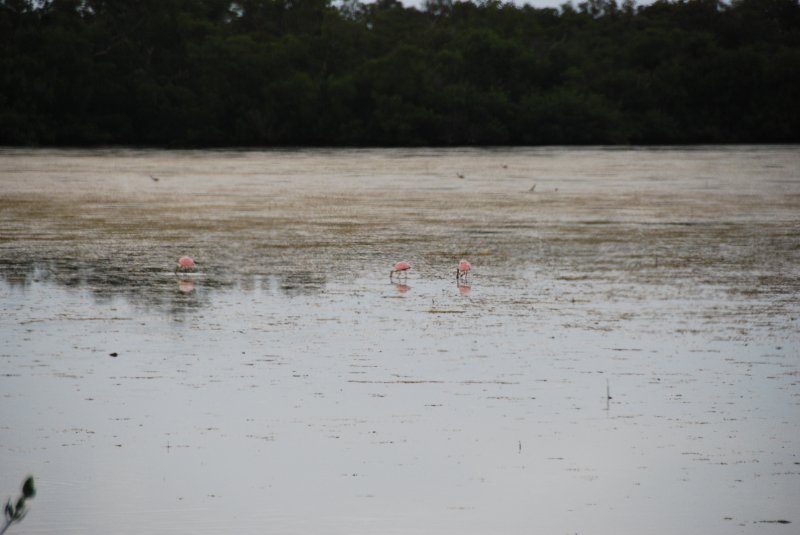 DSC_0061-2.JPG - Ding Darling -- Roseate Spoonbill