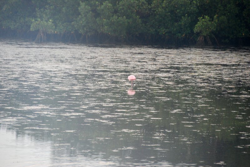 DSC_0063-2_edited-1.jpg - Ding Darling -- Roseate Spoonbill