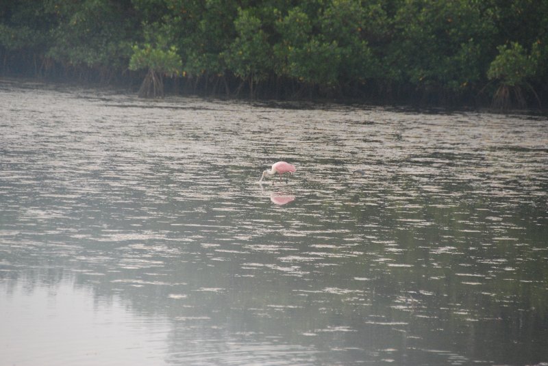 DSC_0065-1.JPG - Ding Darling -- Roseate Spoonbill