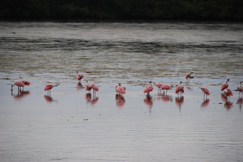 DSC_0071-1.JPG - Ding Darling -- Roseate Spoonbill