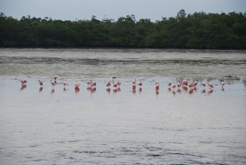 DSC_0081-1.JPG - Ding Darling -- Roseate Spoonbill