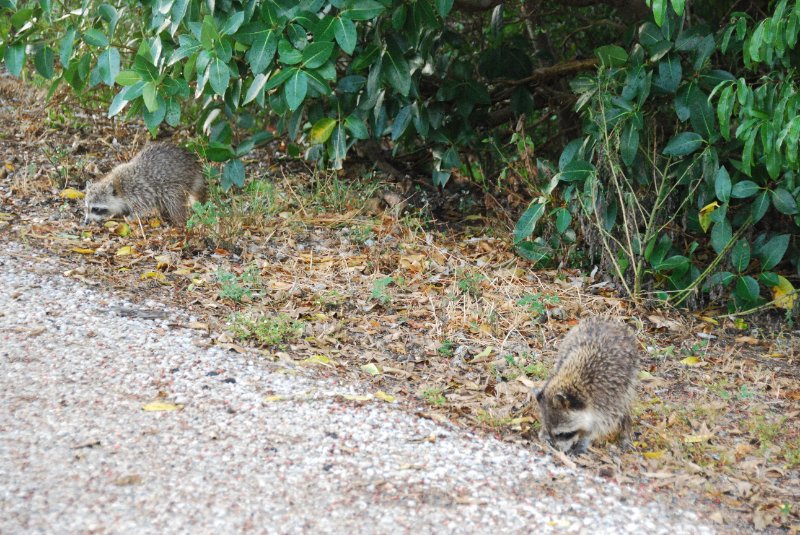 DSC_0097-1.JPG - Racoons, Ding Darling