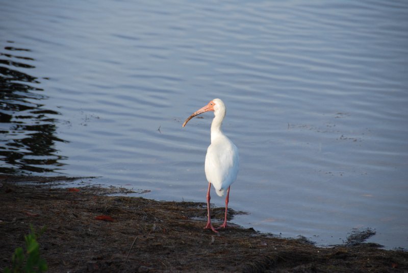 DSC_0153-1.JPG - Ding Darling