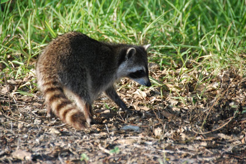 DSC_0172-1.JPG - Ding Darling