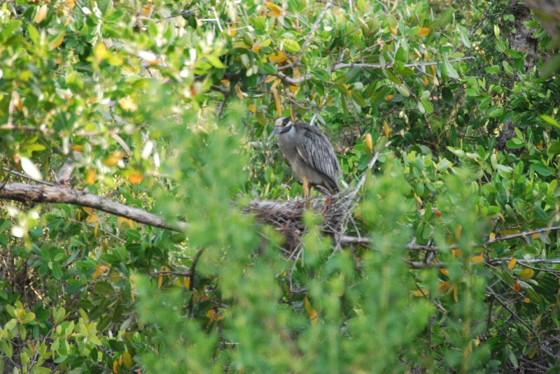 DSC_0173-1.JPG - Ding Darling