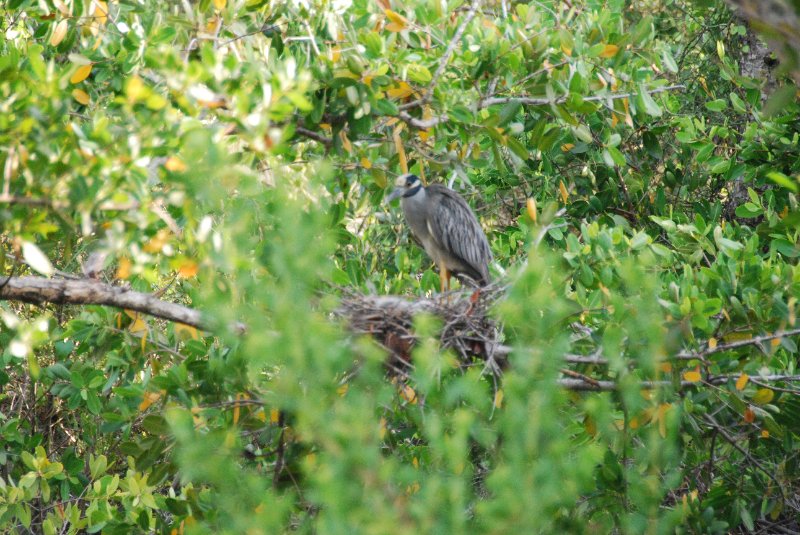 DSC_0176-1.JPG - Ding Darling