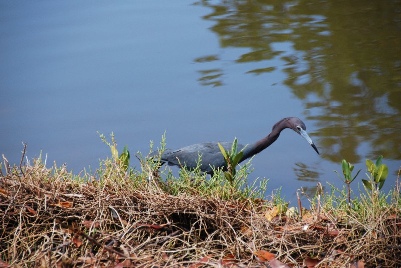 DSC_0232.JPG - Little Blue Heron -- Bike Ride Through Ding Darling