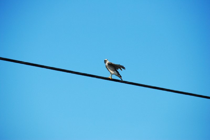 DSC_0238.JPG - Bike Ride Through Ding Darling