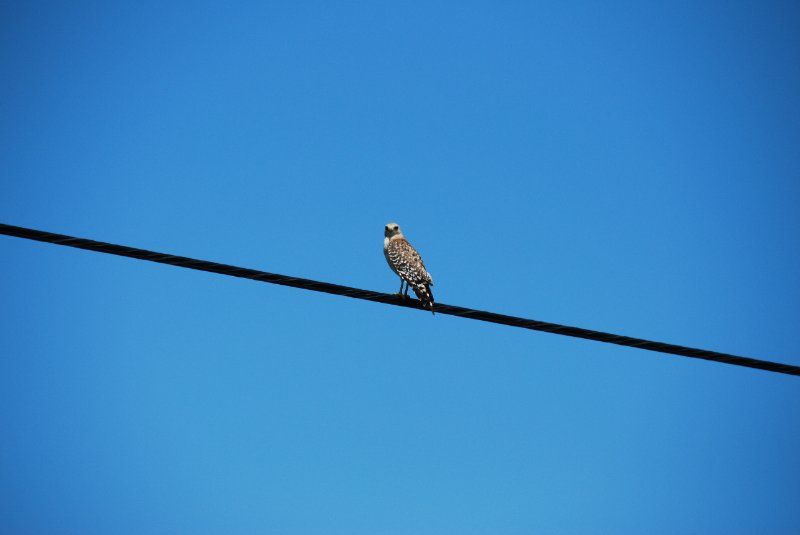 DSC_0241.JPG - Bike Ride Through Ding Darling