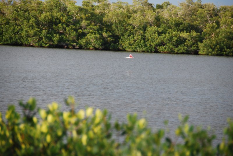 DSC_0273.JPG - Ding Darling