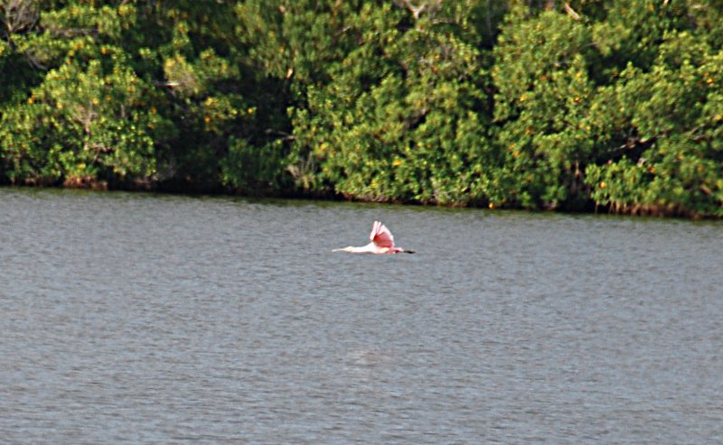 DSC_0273_edited-1.jpg - Ding Darling