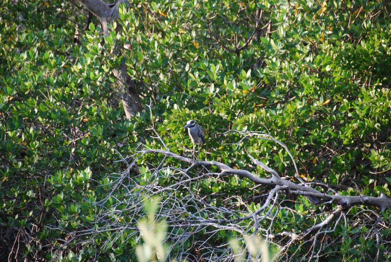 DSC_0279.JPG - Ding Darling