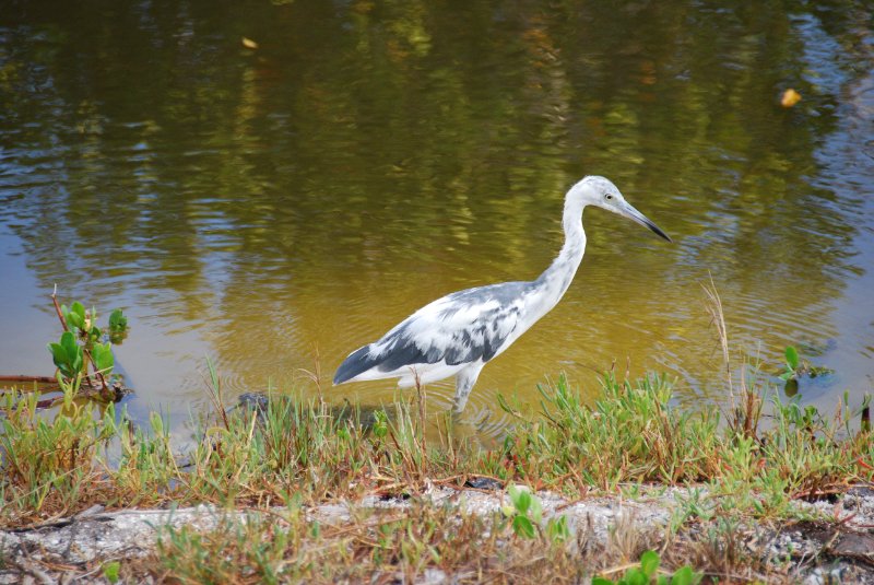 DSC_0284.JPG - Ding Darling