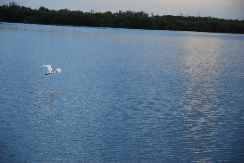 DSC_0697.JPG - Ding Darling