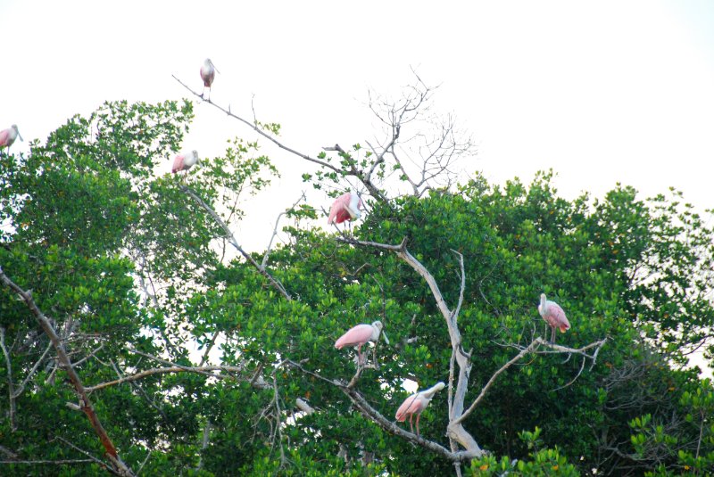 DSC_0714.JPG - Ding Darling