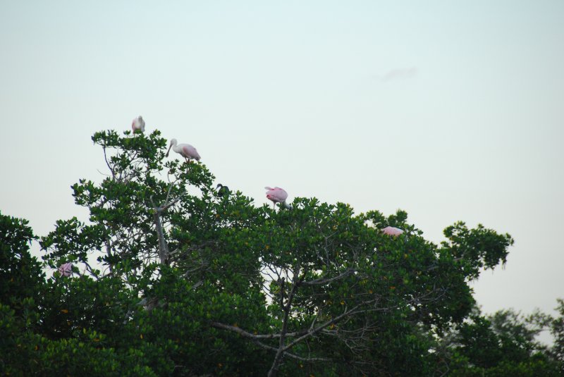 DSC_0718.JPG - Ding Darling