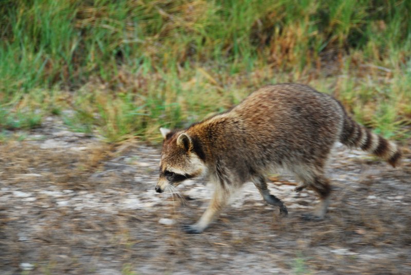 DSC_0728.JPG - Ding Darling