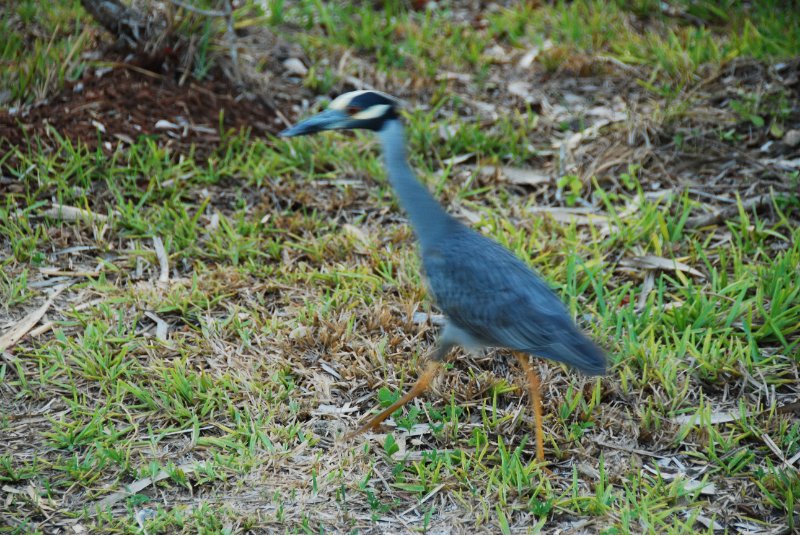 DSC_0737.JPG - Ding Darling