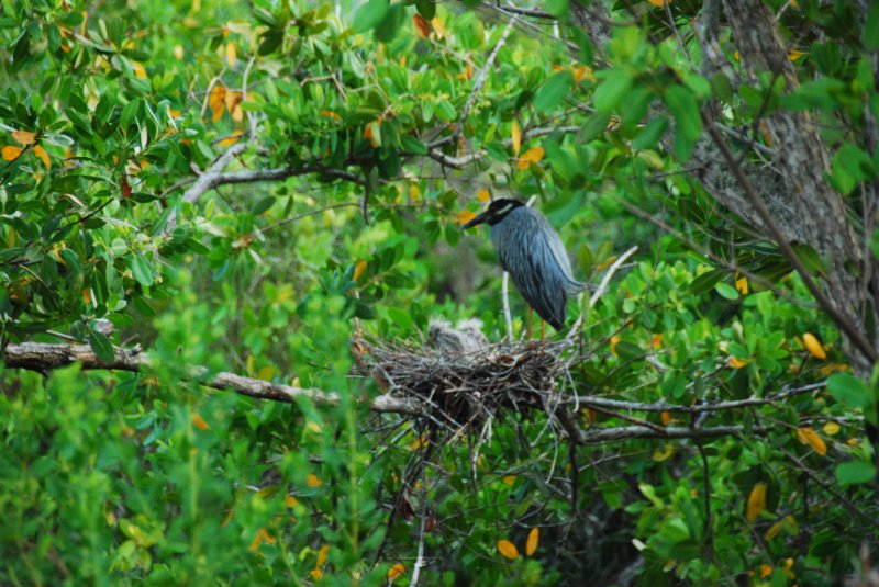 DSC_0740.JPG - Ding Darling