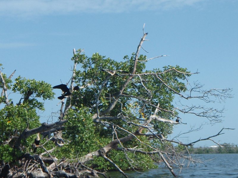 P6010033.JPG - Kayaking - Chadwick's Bayou