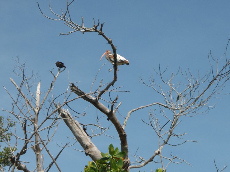 P6030289.JPG - Kayaking Pine Island Sound
