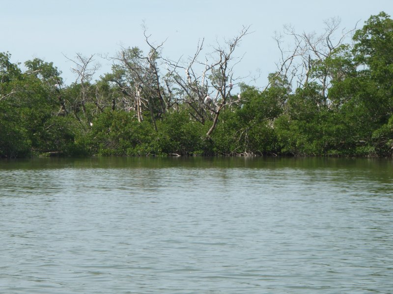 P6030295.JPG - Kayaking around Buck Key