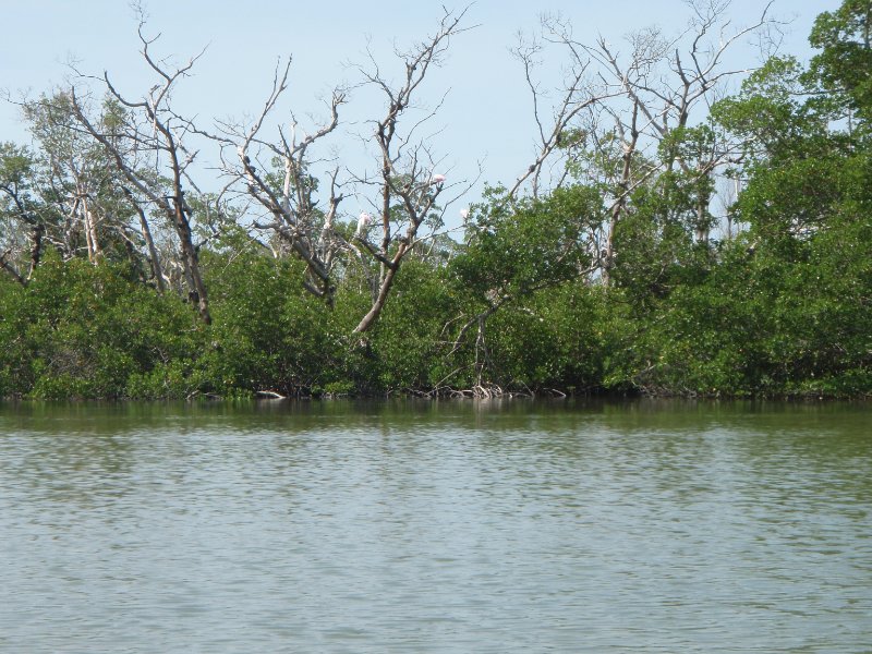 P6030299.JPG - Kayaking around Buck Key