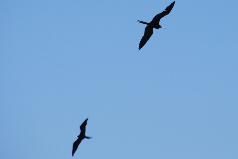 DSC_0139-1.JPG - Birds around Lands End and Redfish Pass