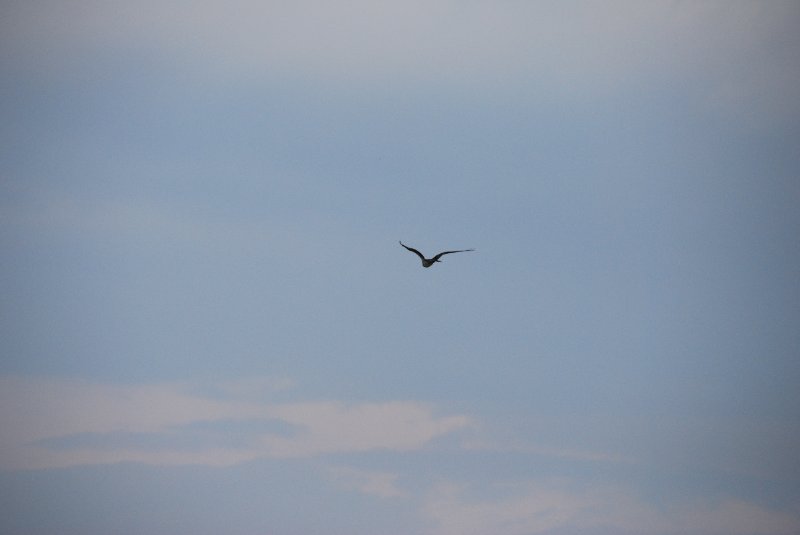DSC_0139.JPG - Birds around Lands End and Redfish Pass