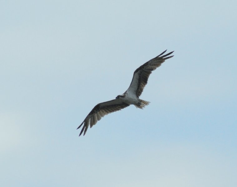 DSC_0140.JPG - Birds around Lands End and Redfish Pass