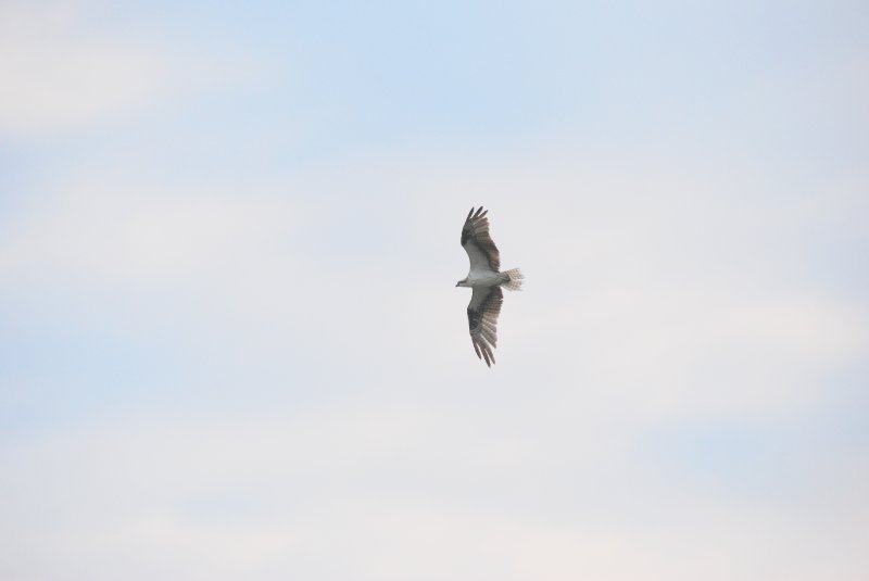 DSC_0141.JPG - Birds around Lands End and Redfish Pass
