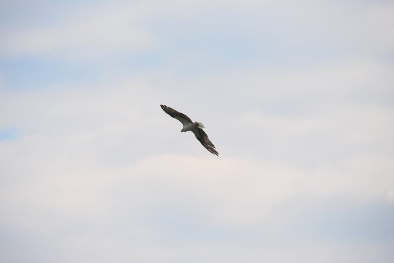 DSC_0142.JPG - Osprey
