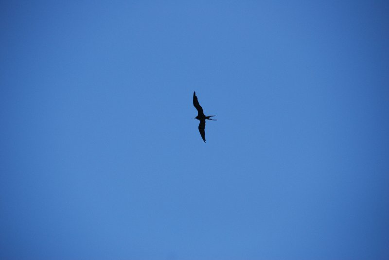 DSC_0143-1.JPG - Frigate Birds flying over Redfish pass